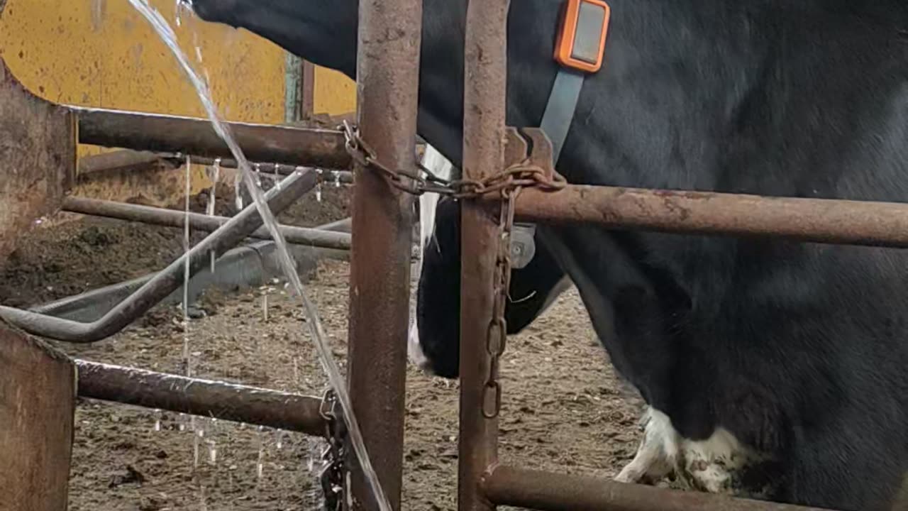 Cows playing and drinking water - Dairy cows