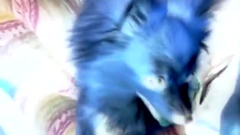 Demon Dog!