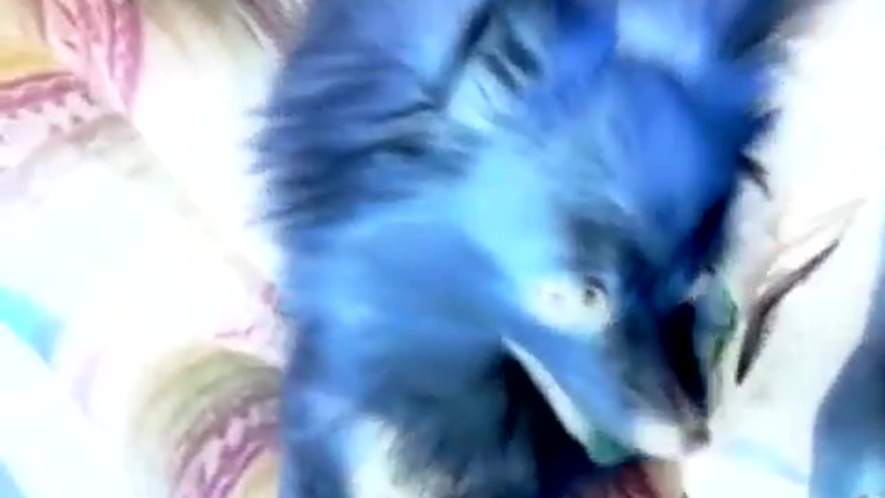 Demon Dog!