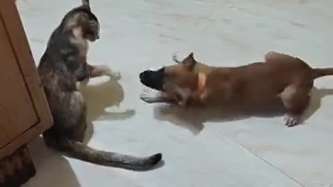 Dog and cat video 💗