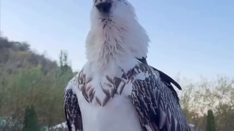 🤯🐦 Vulture Swallows a Huge Bone Whole! | FunFM