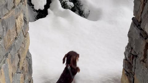 Mini Dachshund Pup Jumps Into Fresh Snow
