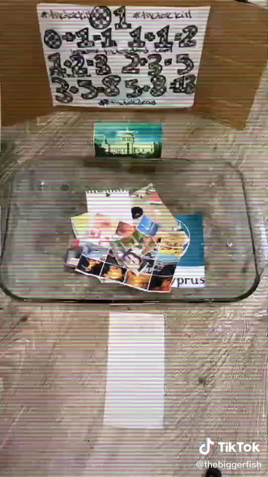 Tim Rifat TikTok Videos