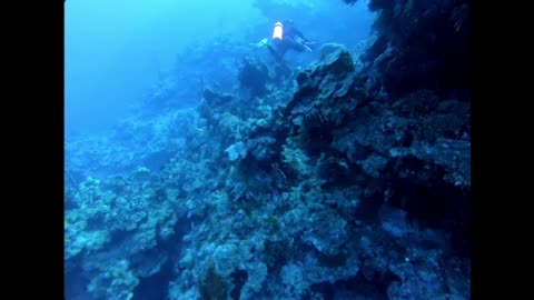 Diving into the Rainbow – A Colorful Underwater Paradise!