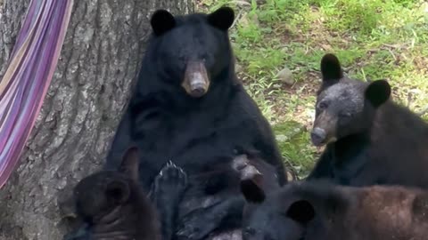 Mama Bear Nursing Her Three Cubs