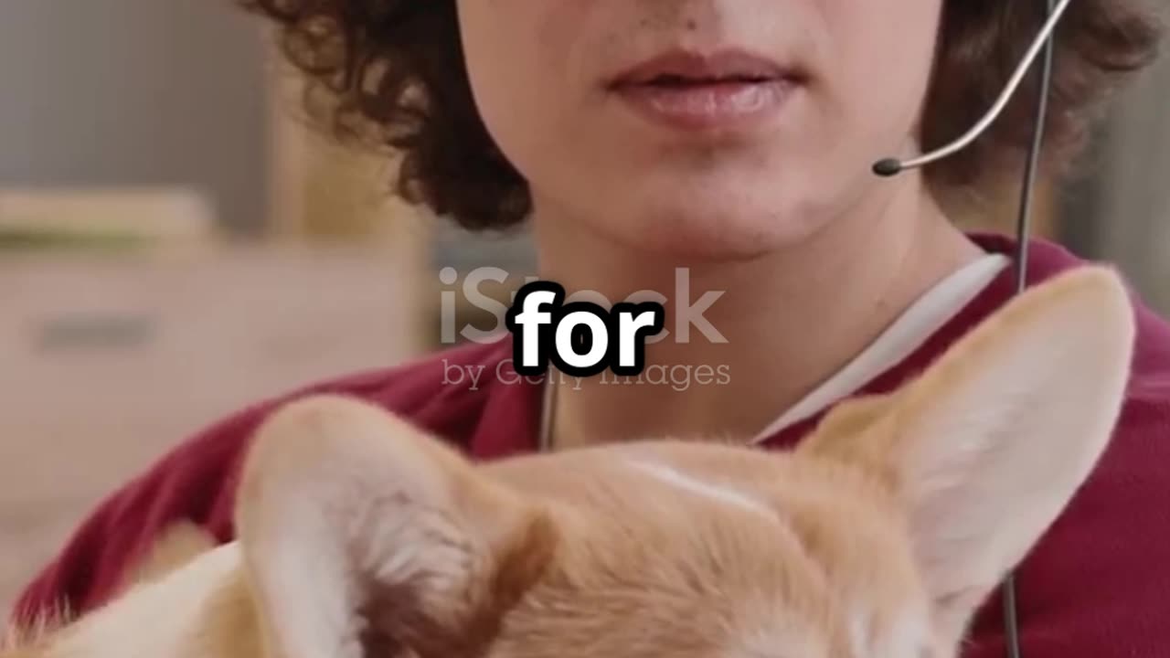 The Hilarious Talking Dog Interview..😹