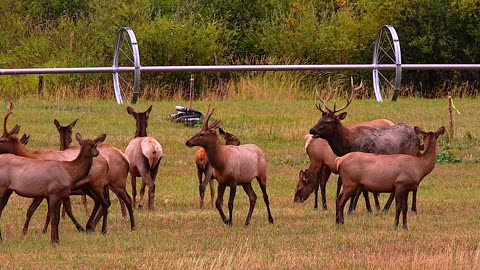 Bugling Bulls Announce Elk Rut Season