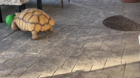 Tortoise On A Rampage