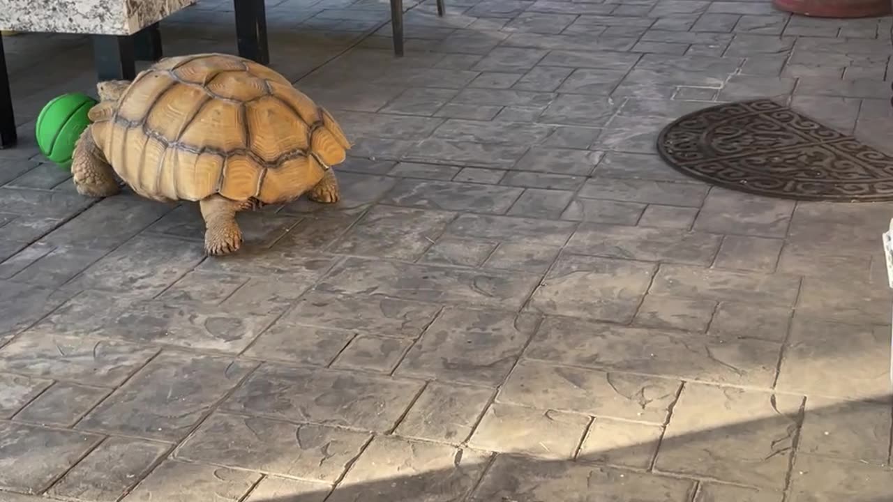 Tortoise On A Rampage