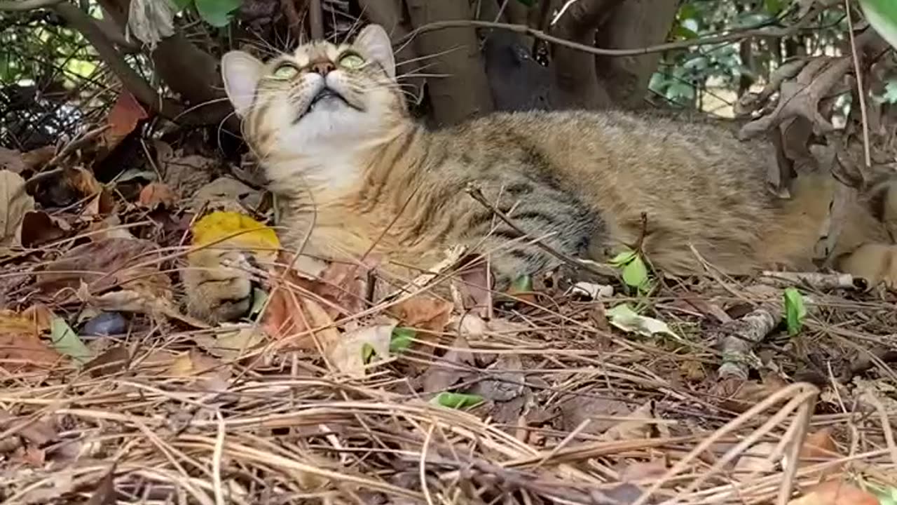 BEST KITTY CAT FOLLOWED ME HOME VIDEOS FEBRUARY 2025 😽😻 PART 2 😸😹