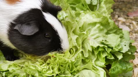 Guinea Pig