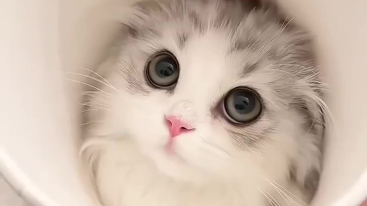 Overload Cuteness 🥰 | Adorable Cat Shorts – Follow & Like for More Furry Fun!