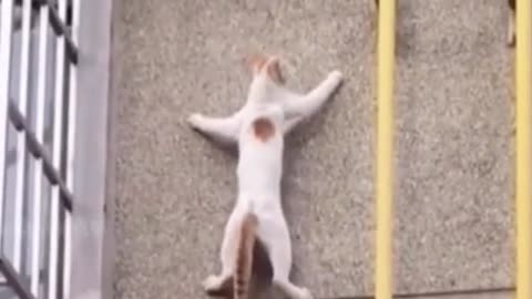 Animals Who Think They're Ninjas