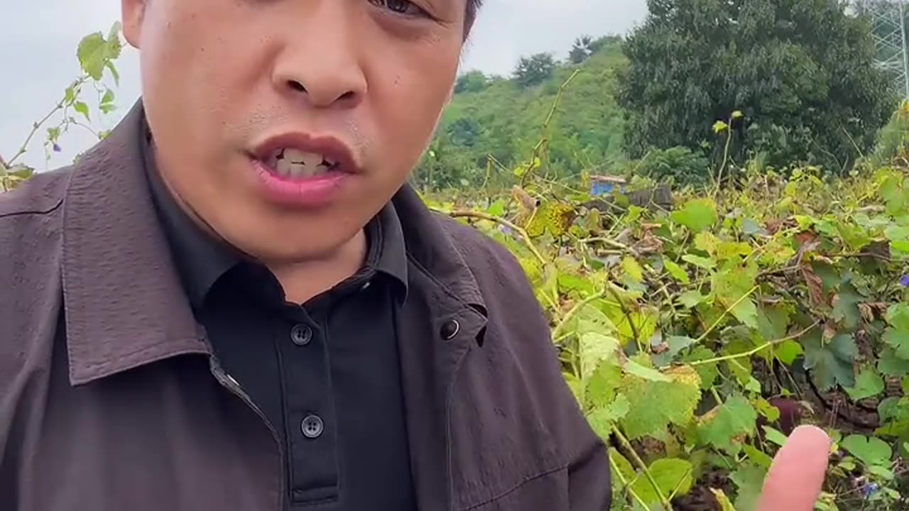 葡萄树秋季施肥用什么?#果树种植 #果树管理 #果树 #葡萄施肥 #花芽分化