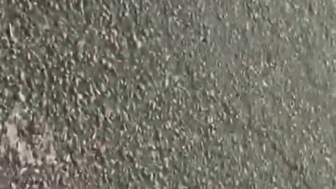 Shaniqua pulls gun on white man........ instantly regrets it