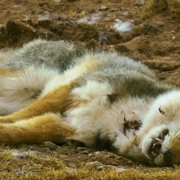 From Dominance to Demise: The Rise and Fall of a Fox 🦊⚡💀