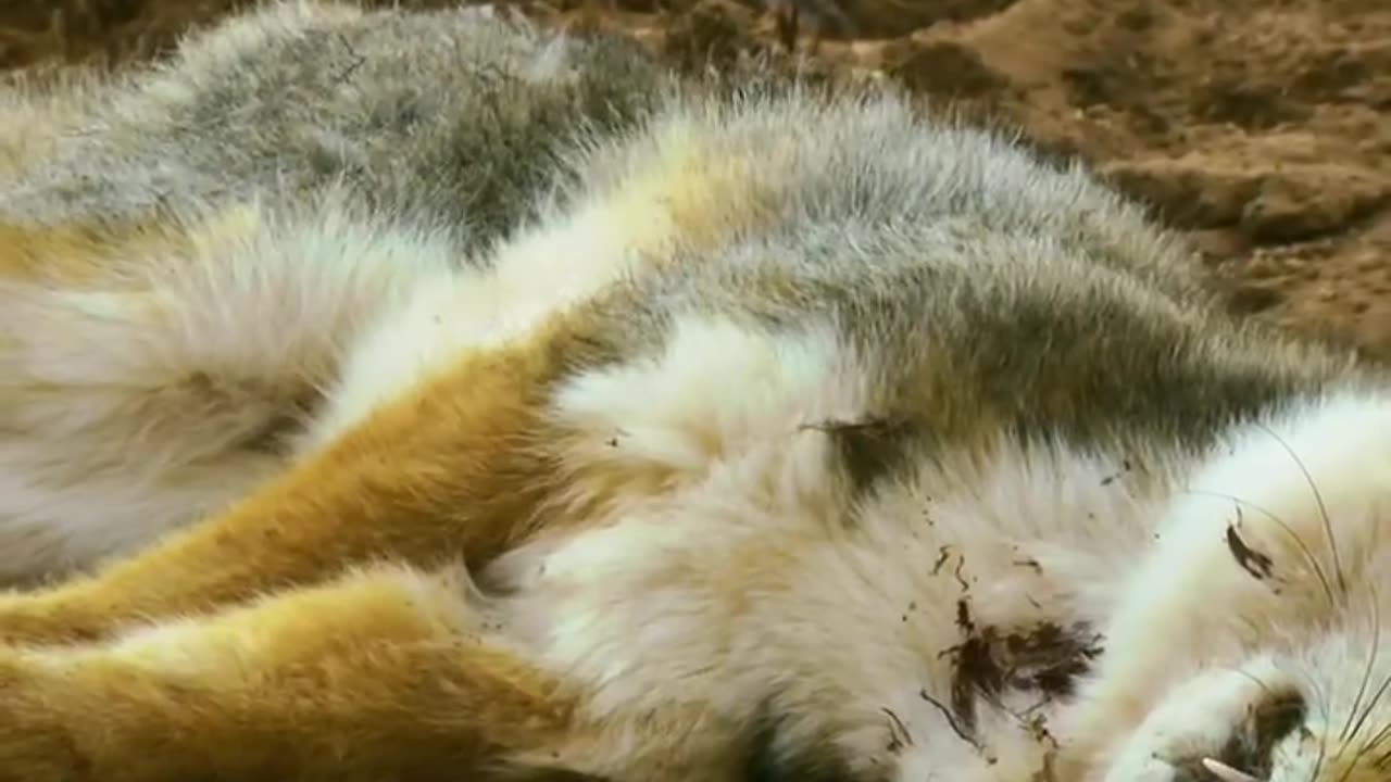 From Dominance to Demise: The Rise and Fall of a Fox 🦊⚡💀