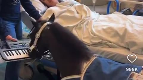 🎹😂 Therapy Horse Rocks the Piano! | FunFM