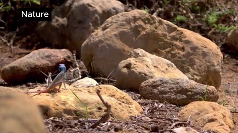 Sea Snakes and Lizards 🌊🦎 Incredible Wildlife Documentary