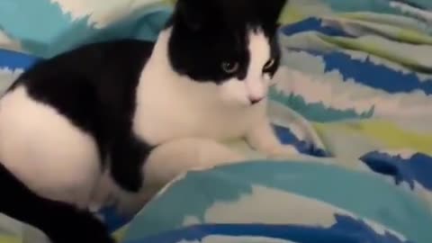 tuxedo cats are just orange cats in a suit😭😭