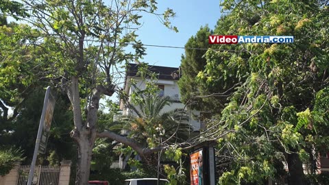 Andria: grosso ramo d'albero si spezza e precipita su totem pubblicitario