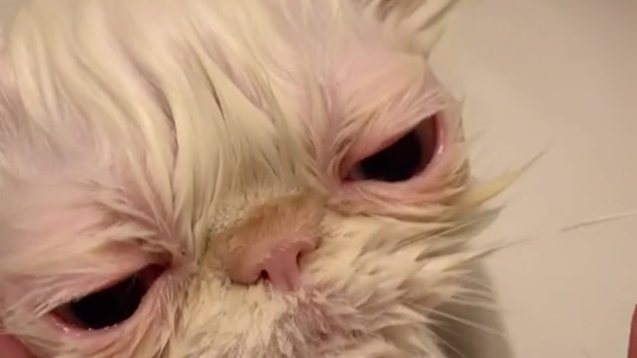 funny video