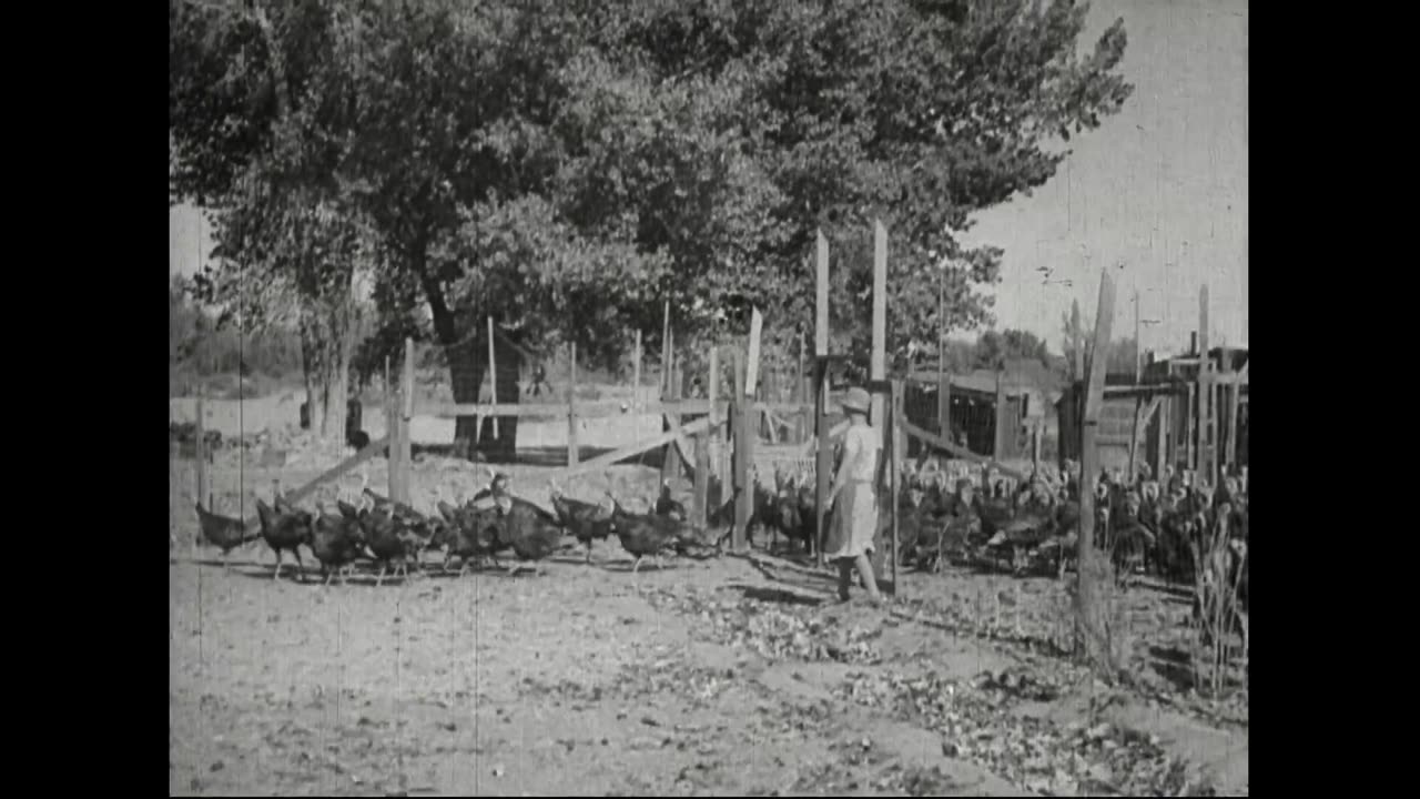 The Turkey Business, 1930