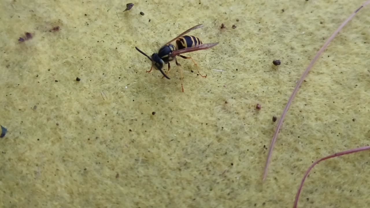 Hornet