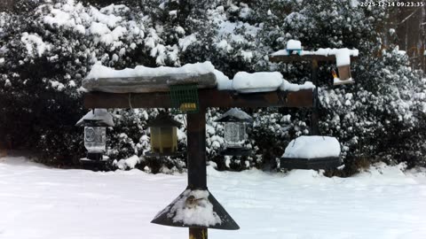 Bird Feeder in Western Maryland USA