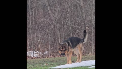 Virgil german shepherd.