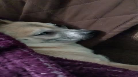 Dog Snoring.....