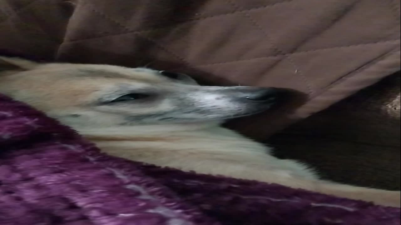 Dog Snoring.....