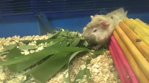 Abyssinian guinea pig starts eating the foliage, it looks good! [Nature & Animals]