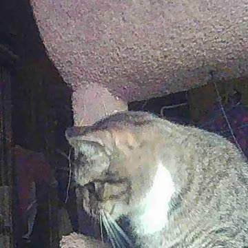 EA S137 - Running Car