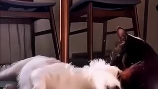 Beautiful Cats Funny Cats and Dogs