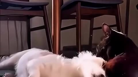 Beautiful Cats Funny Cats and Dogs