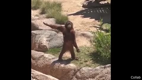 Funniest Animal Videos Ever