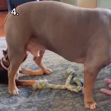 Top 5 Funniest Dog Moment (Try Not To Laugh) 🤣🐶