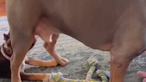 Top 5 Funniest Dog Moment (Try Not To Laugh) 🤣🐶