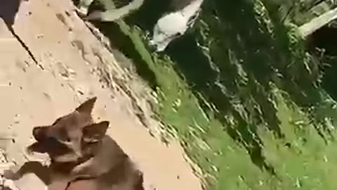 animals