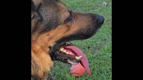 Virgil german shepherd.