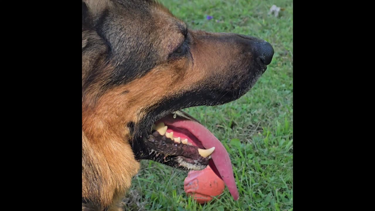 Virgil german shepherd.