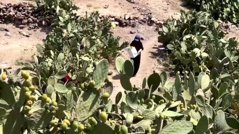 Yemen's prickly pear: from a wild fruit to a country staple
