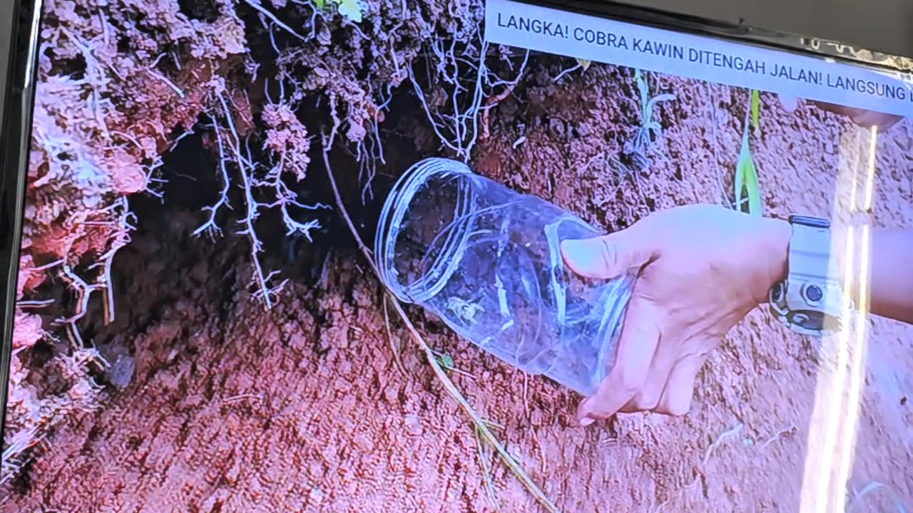 Watching TV With a King Cobra