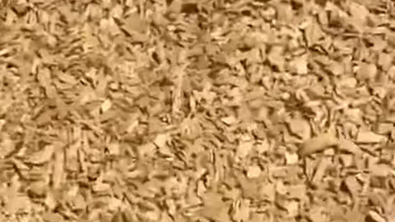 Why Are Pets Funnier Than People? 🐾😂