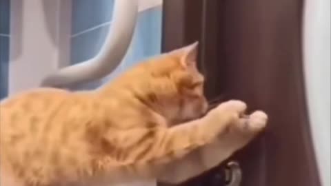 Funny Animals