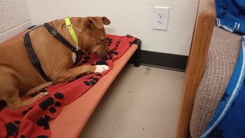 Rayne 4y A848847@TRN, from kennel 184 PACC shelter we had lovely intro becoming familiar20251123731