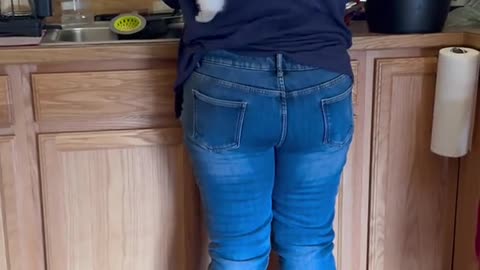 Cat Insists on Being a Part of Dishwashing
