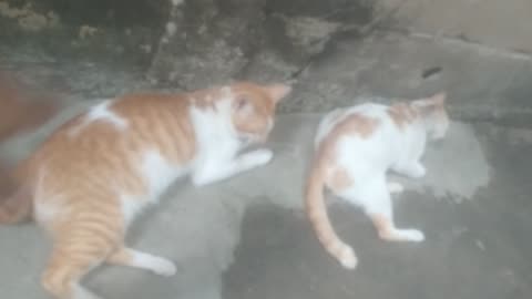 my cat