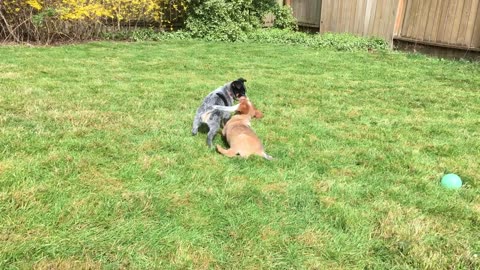 pup combat 5